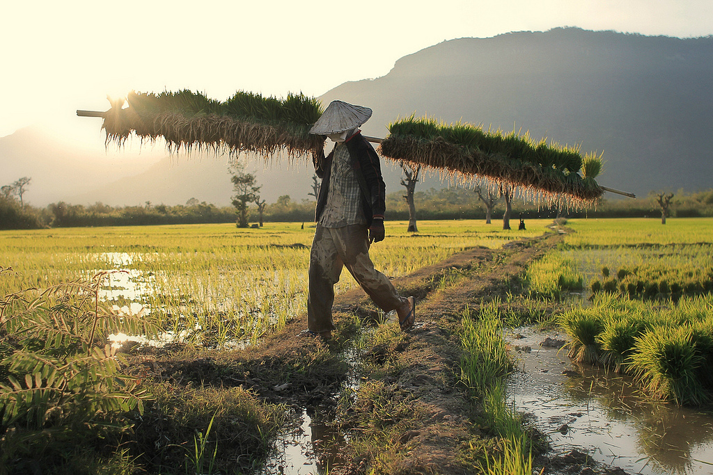rice paddies, southern laos. twenty fourteen